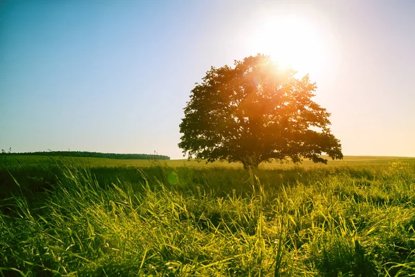 緑の畑の一本の木の上の魔法の日の出または日没 — ストック写真