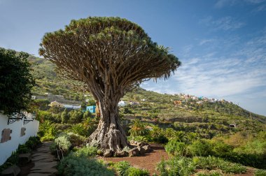 Drago park, Tenerife