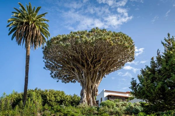 El Драго 1000 років draceana дерево — стокове фото