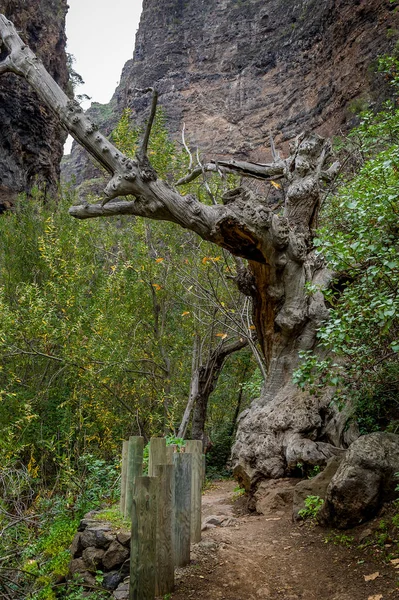 Viejo árbol en Barranco del Infierno — Foto de Stock