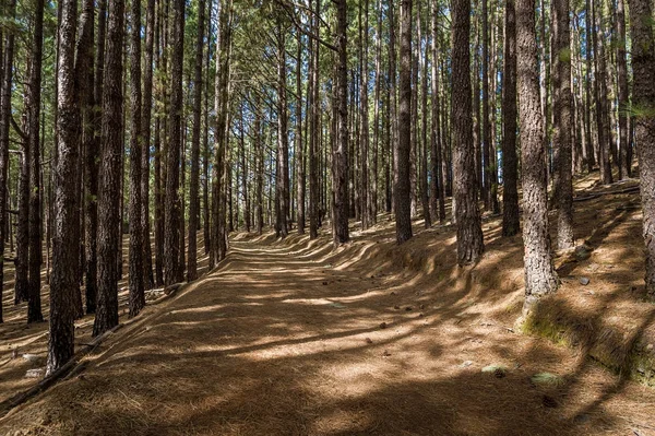 Parque natural forestal La Esperanza, isla de Tenerife — Foto de Stock