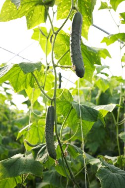 Bahçede salatalık yetişiyor.