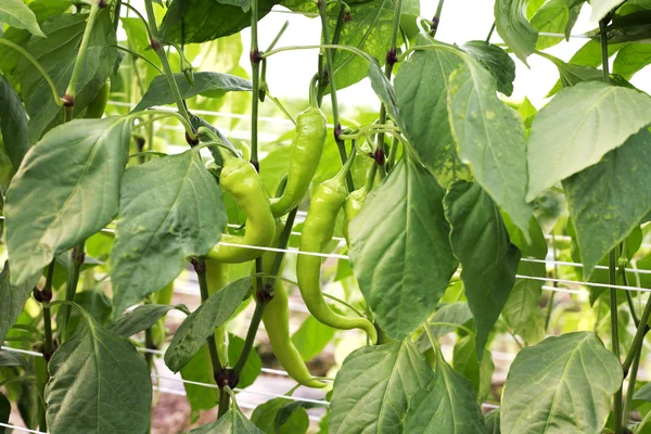 Pimientos verdes creciendo en el jardín — Foto de Stock