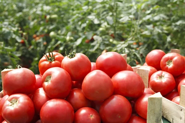 Tomates frescos en una caja — Foto de Stock