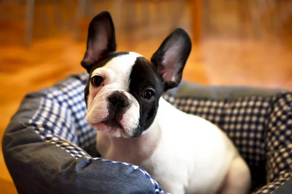 Beautiful french bulldog dog — Stock Photo, Image