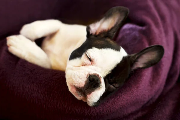 Mignon petit chien dort au lit — Photo