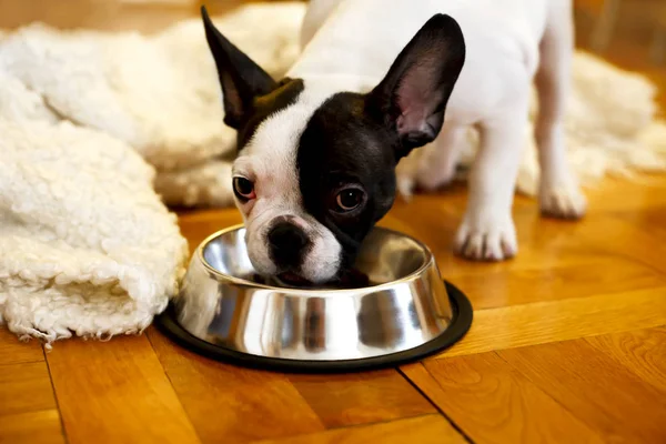Die französische Bulldogge frisst Futter aus einer Schüssel — Stockfoto