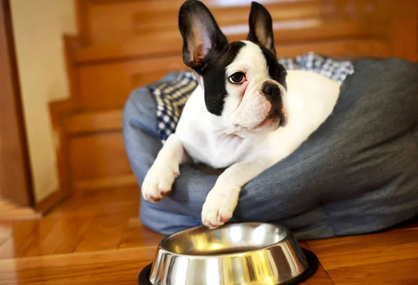 Französische Bulldogge Welpe hat Hunger — Stockfoto