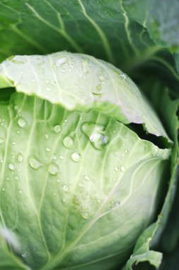 Organik bahçeden taze lahana