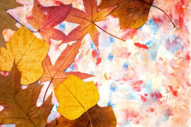 Renkli sonbahar yaprakları