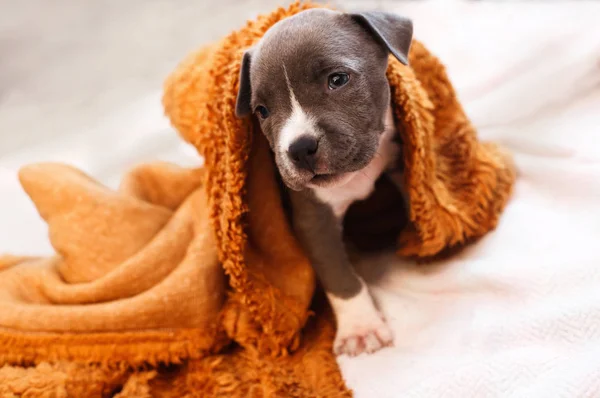 Porträt Eines Kleinen Welpen Staffordshire Terrier — Stockfoto