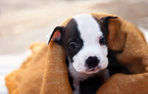 Ein Einsamer Junger Hund — Stockfoto