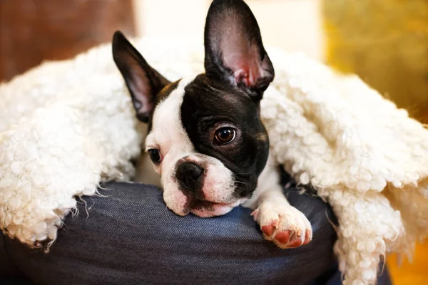 Pequeño Lindo Cachorro Mascota —  Fotos de Stock