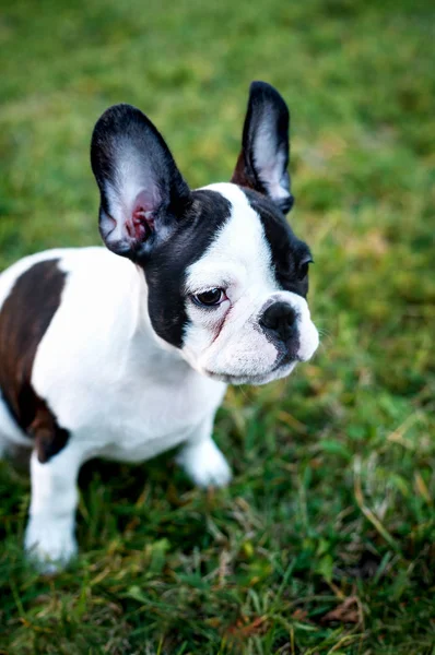 Cachorrinho Doce — Fotografia de Stock