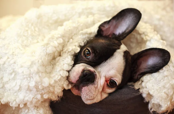 Pequeno Filhote Cachorro Bonito — Fotografia de Stock