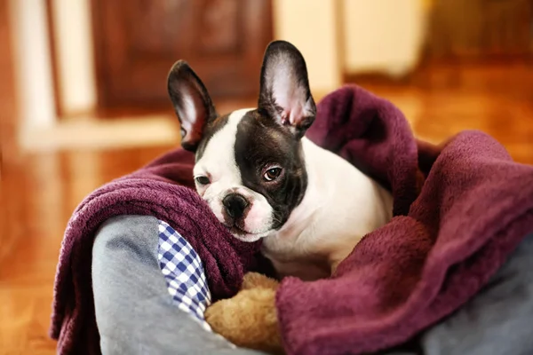 Gelukkig Puppy Dog Huisdier Rechtenvrije Stockfoto's