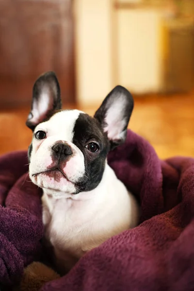 Feliz Lindo Perro Mascota — Foto de Stock