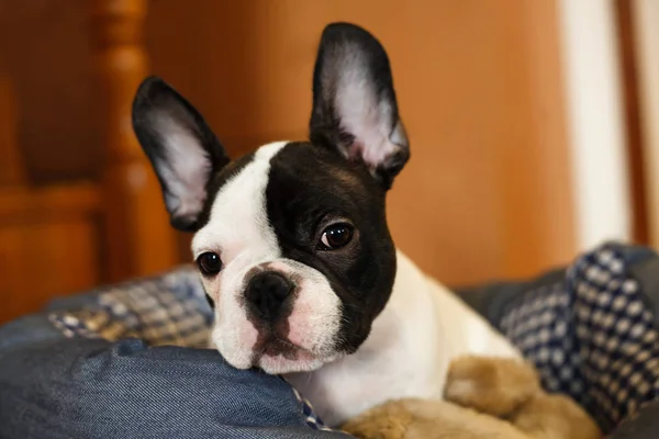 Prazer Bonito Cachorro Pet — Fotografia de Stock