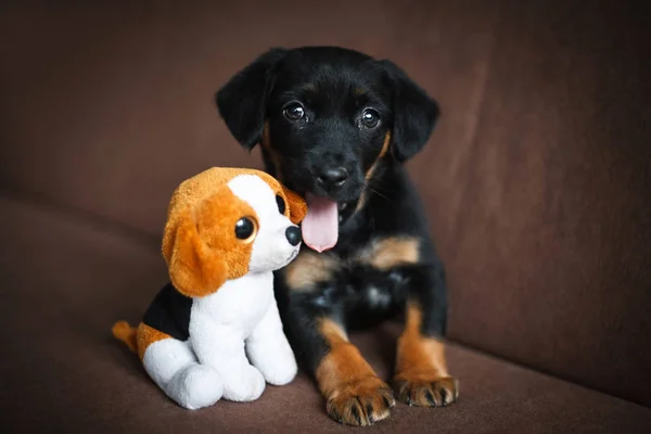 Cute Young Puppy Playing Stock Image