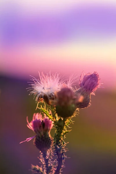 Fialové Květy Louce — Stock fotografie