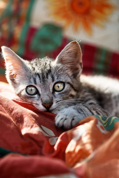 Güzel Küçük Gri Kedi Yavrusu Stok Resim