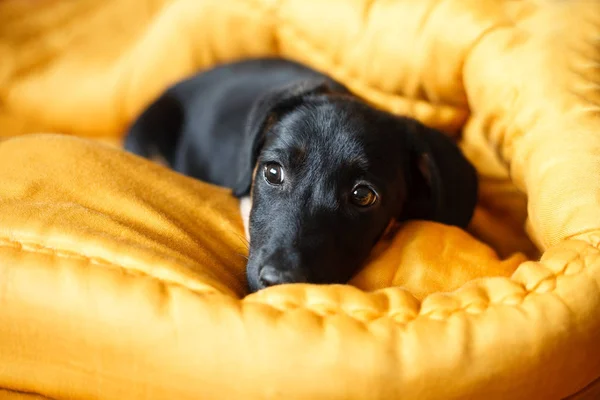 puppy dog in bed -dog-pet-animals-puppy