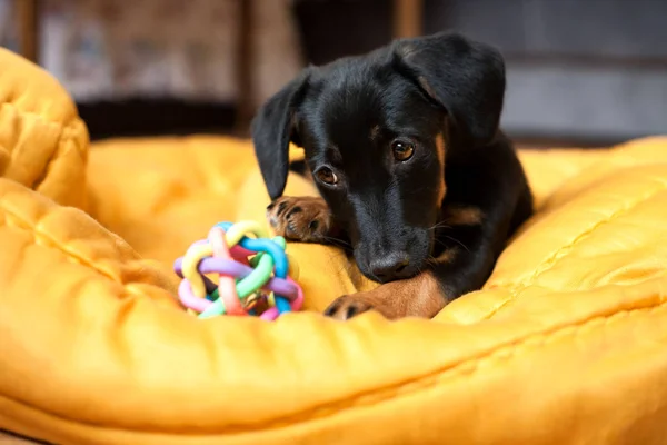 Ein Kleiner Hund Spielt Mit Einem Spielzeug — Stockfoto