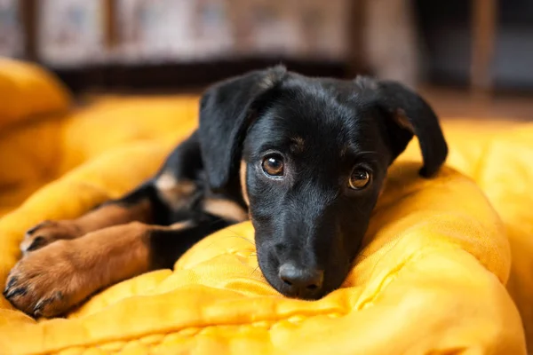 Lindo Solitario Cachorro Negro Perro —  Fotos de Stock