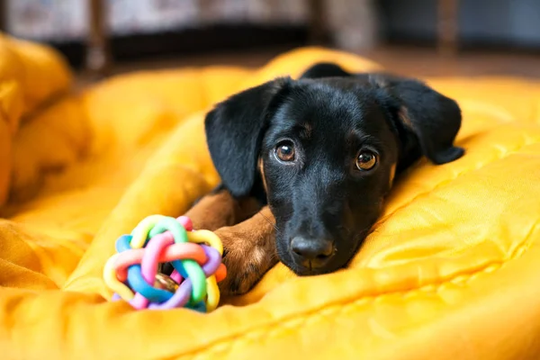 Eenzame Puppy Hond Hond Huisdier Dieren Pup Eenzaam — Stockfoto