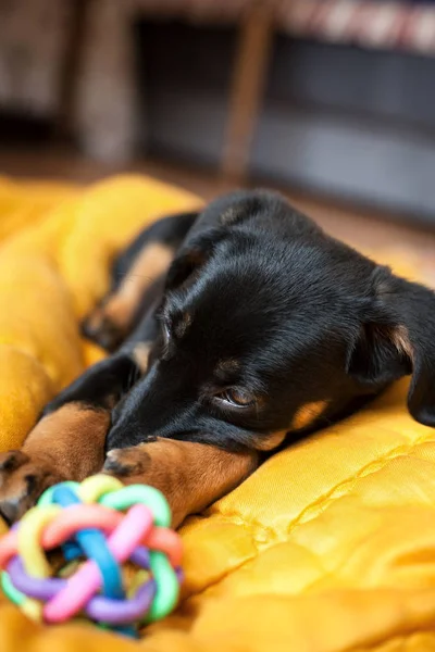 Retrato Perro Triste — Foto de Stock