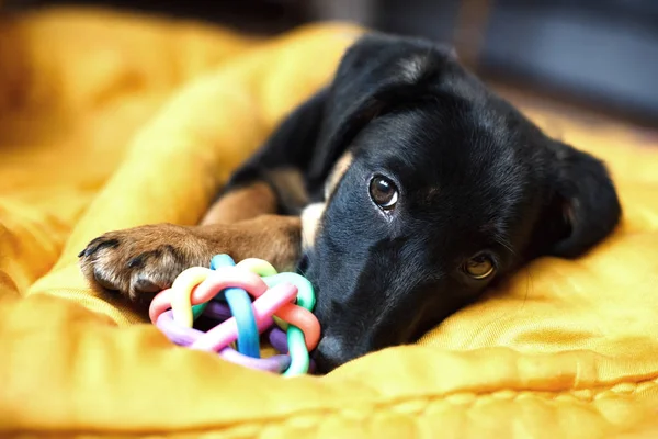 Portret Van Een Eenzame Hond — Stockfoto