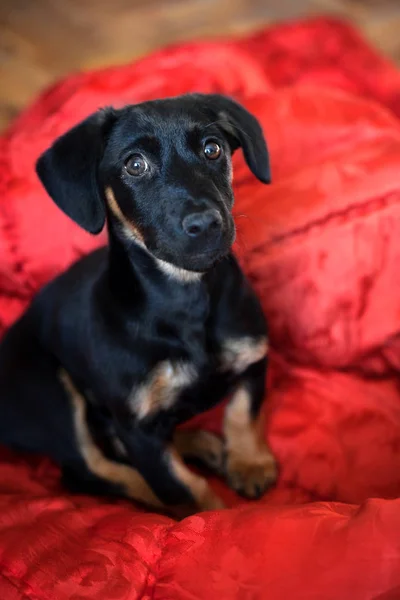 Solitario Triste Negro Perro Perro Mascota Animales Títere Solitario — Foto de Stock