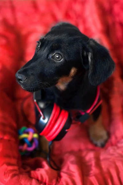 Dog Listens Music Headphones — Stock Photo, Image