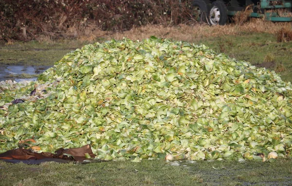 Zamknąć na zielone liściaste kompostu — Zdjęcie stockowe