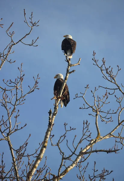 Águilas macho y hembra encaramadas en el árbol —  Fotos de Stock