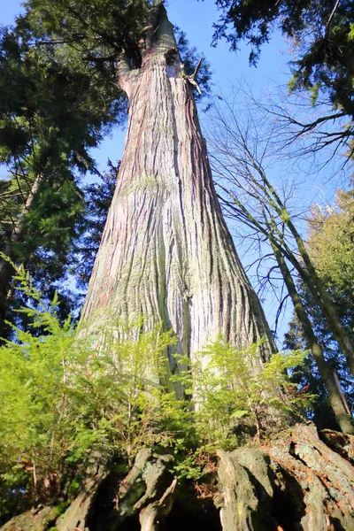 Old Growth Cedar Tree — Stock Photo, Image