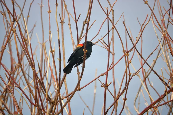 Rotflügelamsel im Winter — Stockfoto