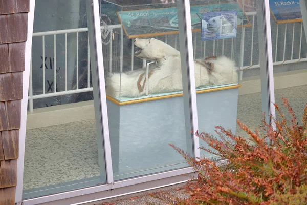 Ausgestopfter Eisbär im Schaufenster — Stockfoto