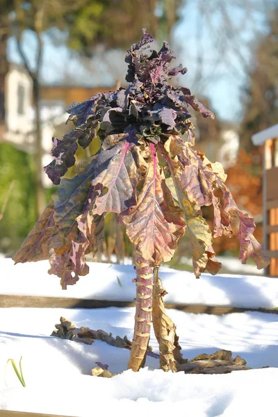 Vista verticale di Winter Kale — Foto Stock