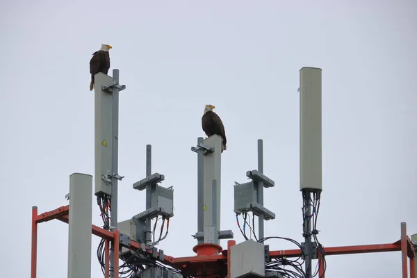 Two Mating Bald Eagles and a Transmission Tower — Stock Photo, Image
