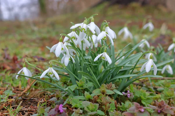 Snowdrops in Early Springtime — Stock Photo, Image