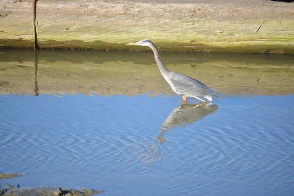 Great Blue Heron Hunting for Food — Stock Photo, Image