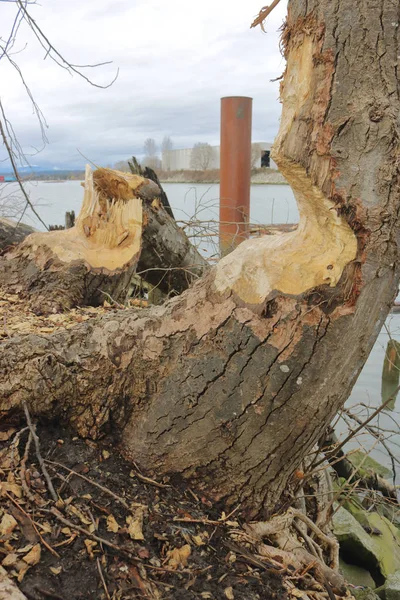 Pohon yang rusak oleh berang-berang — Stok Foto