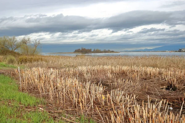 Floddelta och vintern myrmark — Stockfoto