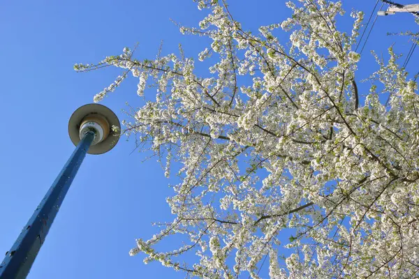 Fleurs de printemps pourpres — Photo