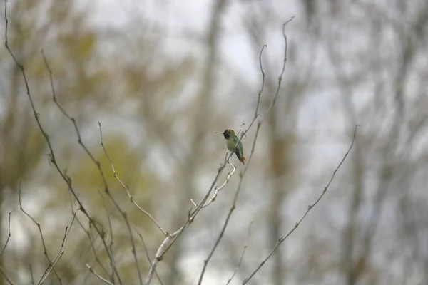 Svarthakad hummingbird — Stockfoto