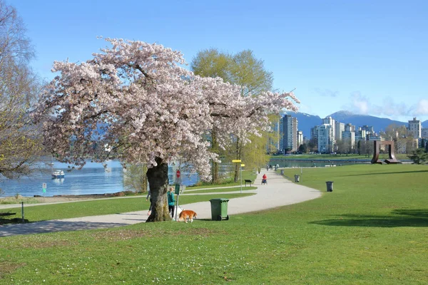 Blommar i staden Vancouver, Kanada — Stockfoto