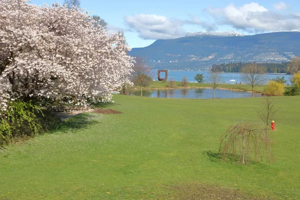 Ванкуверские весенние цветы — стоковое фото