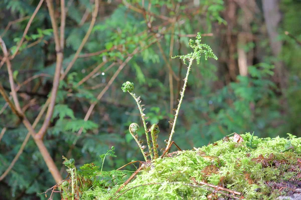 Plantas en un bosque de crecimiento antiguo — Foto de Stock