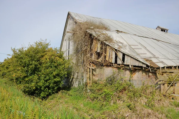 La nature consomme lentement un bâtiment agricole — Photo